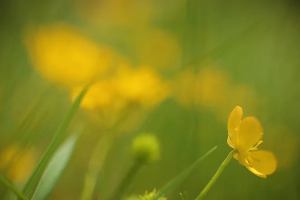 Kwiat kwitnący wiosną, jaskier, korona, ranunkulus — Zdjęcie stockowe