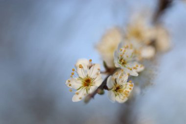 Çiçek açan kiraz ağacı ön plana odaklan. Sığ alan derinliği
