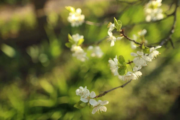 Çiçek açan kiraz ağacı ön plana odaklan. Sığ alan derinliği — Stok fotoğraf