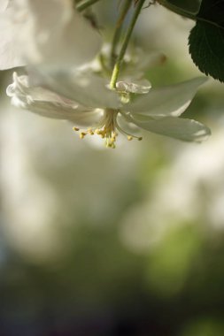 Çiçek açan kiraz ağacı ön plana odaklan. Sığ alan derinliği