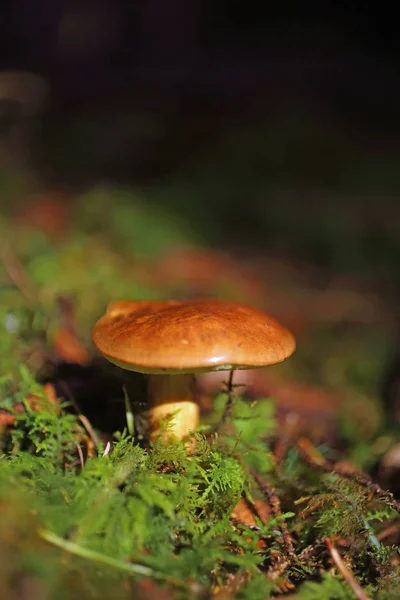 Champiñón comestible en un bosque sobre fondo verde , — Foto de Stock