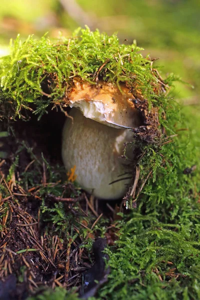 Champiñón comestible en un bosque sobre fondo verde , — Foto de Stock