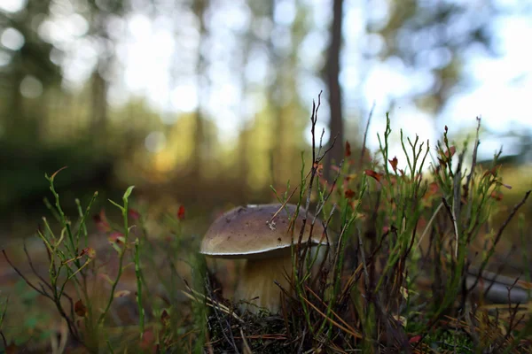 Champiñón comestible en un bosque sobre fondo verde , — Foto de Stock