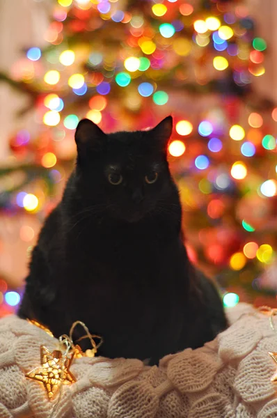 Gatto Nero Sfondo Natale Bokeh — Foto Stock