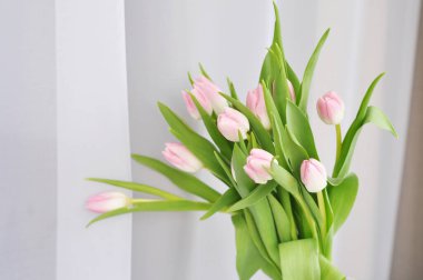 Beyaz arka planda pembe laleler.