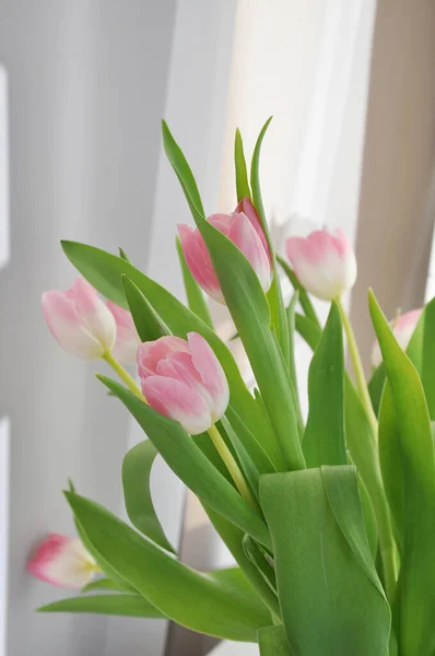 Bouquet Pink Tulips White Background — Stock Photo, Image
