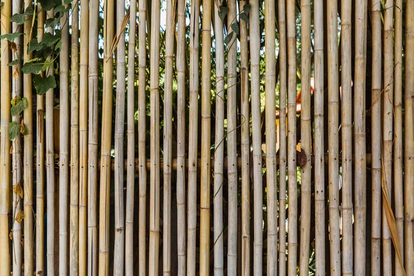 Recinzione di bambù con verdi per lo sfondo nel paese tropicale — Foto Stock