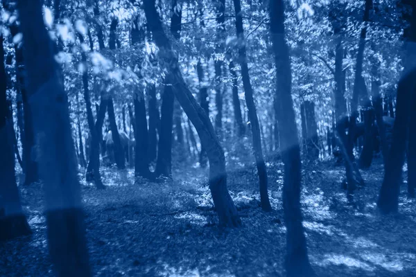 Raggi di sole si riversano attraverso gli alberi nella foresta nebbiosa con bagliore di sole — Foto Stock