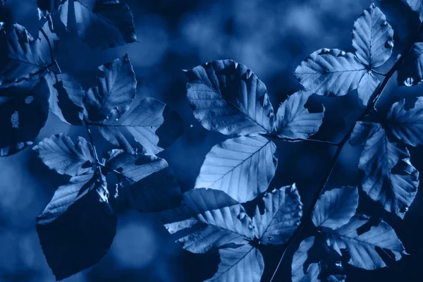 Fundo com folhas azuis e sol brilhante com efeito bokeh — Fotografia de Stock