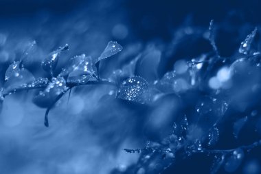 Mavi ıslak yapraklı arka plan ve bokeh efektli parlak güneş