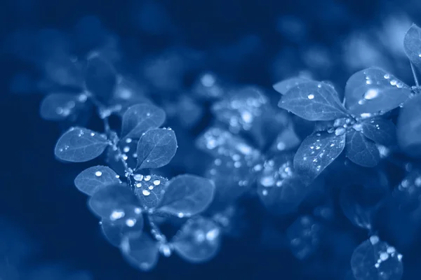 Hintergrund mit blauen nassen Blättern und heller Sonne mit Bokeh-Effekt — Stockfoto