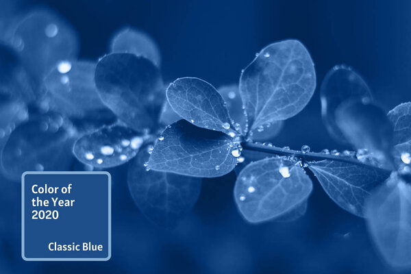 Background with blue wet leaves and bright sun with bokeh effect. Color 2020 trendtext