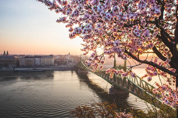 Belle Liberty Bridge au lever du soleil avec des fleurs de cerisier à Budapest, Hongrie. Le printemps est arrivé à Budapest . — Photo
