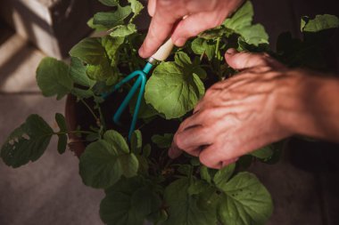 Gömlekli bir adam, salatanın balkonda yetiştiği bir tencerede toprağı tırmıklıyor. Zor bir iş gününden sonra dinlenir. En sevdiğim hobi. Erkek ellerine yakın çekim
