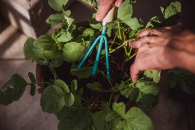 Gömlekli bir adam, salatanın balkonda yetiştiği bir tencerede toprağı tırmıklıyor. Zor bir iş gününden sonra dinlenir. En sevdiğim hobi. Erkek ellerine yakın çekim
