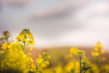 İlkbahar ve yaz aylarında açan kolza tohumu tarlasına seçici bir şekilde odaklan.