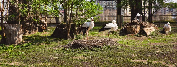 Una cigüeña blanca camina sobre hierba verde en el zoológico de la isla Marit en Budapest — Foto de Stock