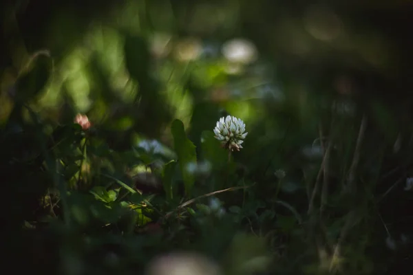 Клевер с цветами и травой снимают на ретро-линзы — стоковое фото