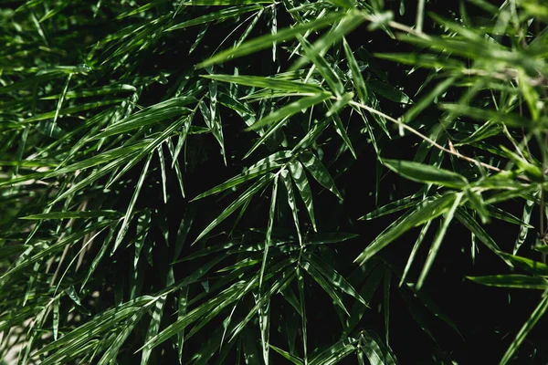 Фон с красивым зеленым листом фона бамбуковой пальмы или леди пальмы — стоковое фото