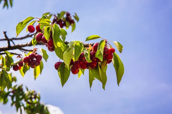 Cerezas maduras rojas orgánicas en una rama de árbol con cielo azul en el fondo. Enfoque selectivo Imágenes De Stock Sin Royalties Gratis