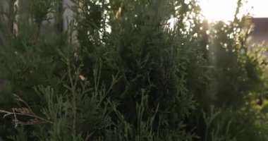 Çalıların arasından gün ışığı geliyor..