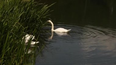 İki çekici kuğu büyük mavi gölde yüzer ve yeşil bir sazlık yer.