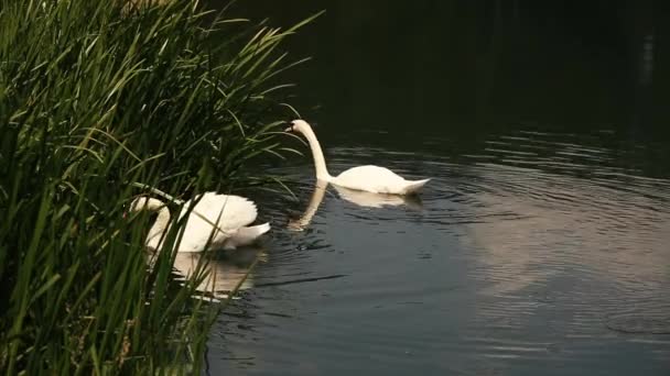 Dos cisnes blancos nadan en el lago — Vídeos de Stock