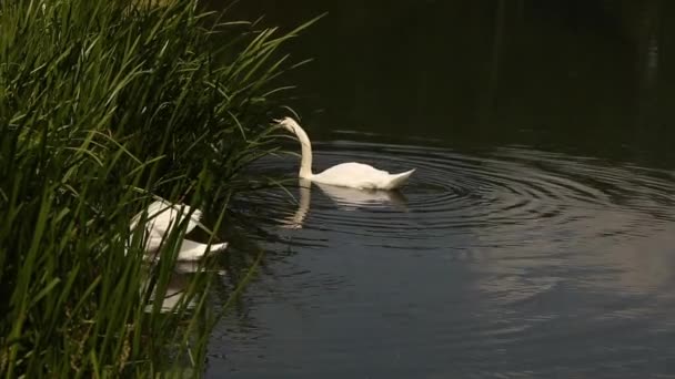 Dvě atraktivní labutě plavat ve velkém modrém jezeře a jíst zelené rákosí — Stock video