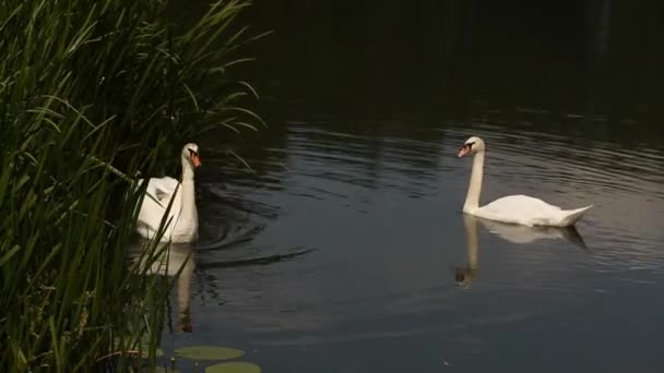 Zwei wunderschöne weiße Schwäne, die im natürlichen Teichwasser schwimmen, umgeben von grünem Zuckerrohr 4k Filmmaterial — Stockvideo