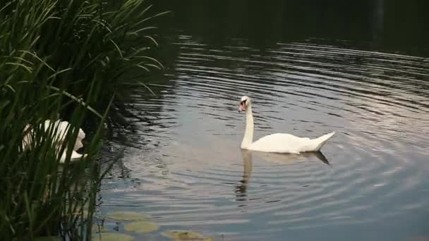 Dvě krásné labutě plave ve velkém modrém jezeře — Stock video