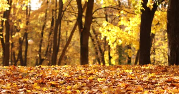 Herfstbladeren vallen in het park — Stockvideo
