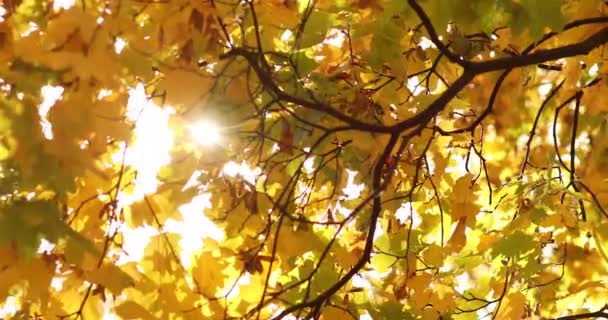 Uroczy krajobraz bardzo pięknych żółtych liści spada ze starych drzew w jesiennym parku. — Wideo stockowe