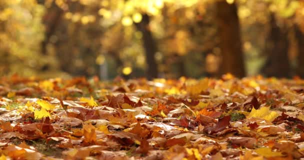 Landskap av en mycket vacker höstpark, gula lövverk faller från gamla träd — Stockvideo