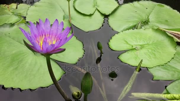Water lily bloom from top view — Stock Video