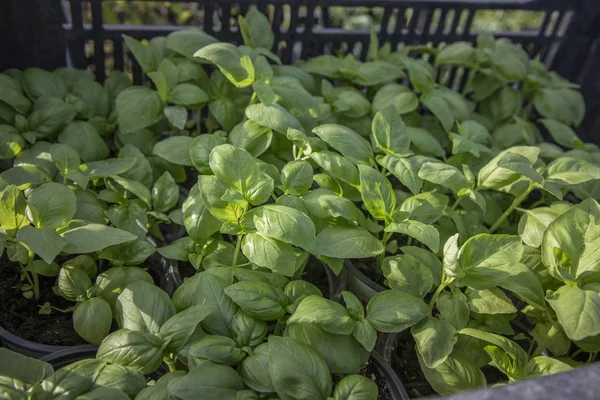 Verse basilicum voor lommerrijke groene planten — Stockfoto