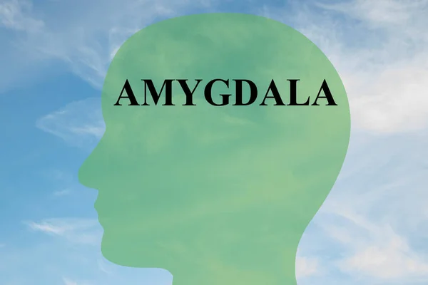 Amígdala - concepto de anatomía cerebral — Foto de Stock