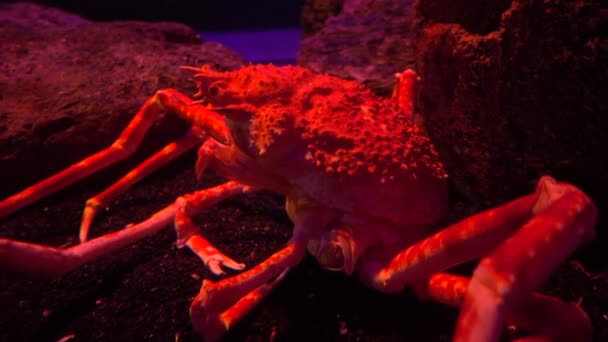 Crabe dans l'eau — Video