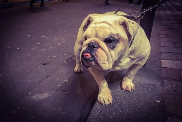 Bulldog inglés en una pista sentado esperando —  Fotos de Stock