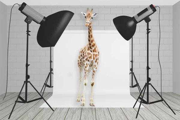 Giraffe stands at the center of a photography studio — Stock Photo, Image