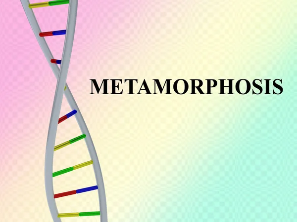 変身 - 遺伝の概念 — ストック写真