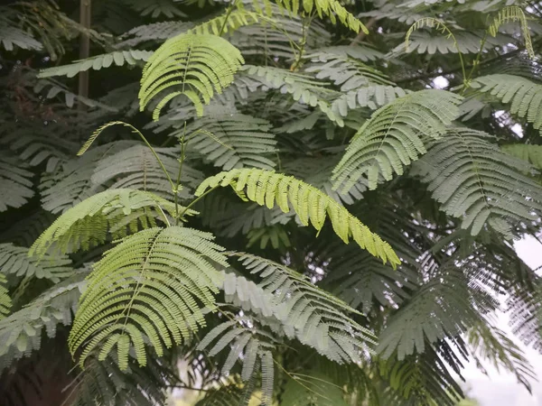 Foglie di felce verde cornice completa — Foto Stock