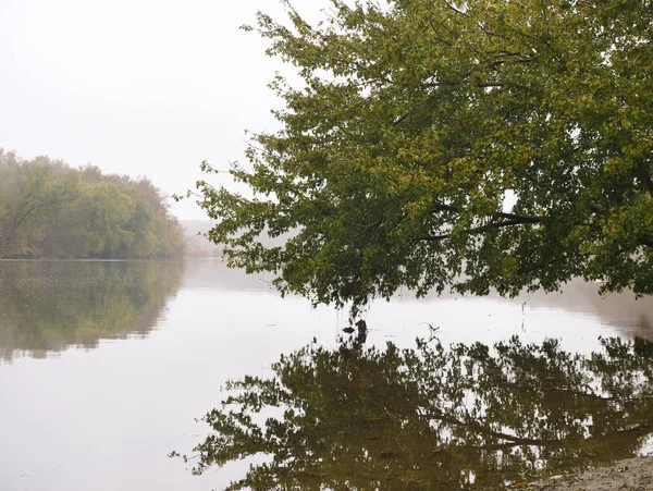 나무의 포토맥 강 물에 반영 — 스톡 사진