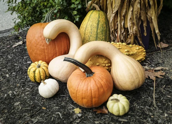 Pumpkins of different species in a decorative arrangement — Stock Photo, Image