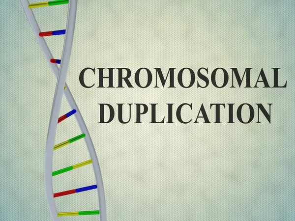 Conceito de duplicação cromossómica — Fotografia de Stock