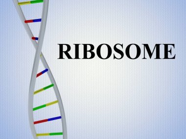 Ribozom - genetik kavramı