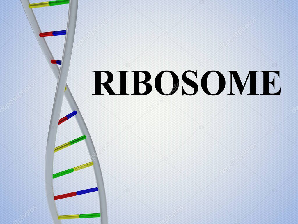 RIBOSOME - genetic concept