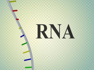 RNA - genetic concept clipart