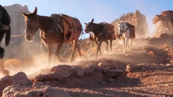 Konvoj Ból Öszvérek Grand Canyon — Stock videók