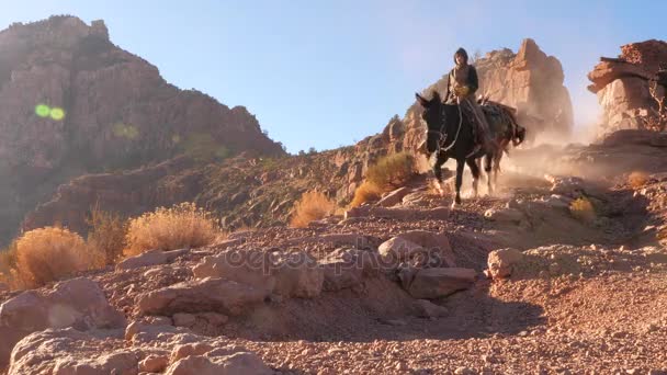 Muły Grand Canyon — Wideo stockowe