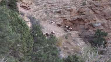 Katırlar konvoyu uzaktan